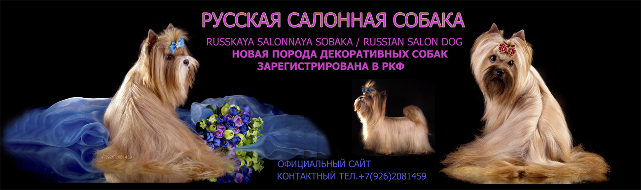 Русская салонная собака описание породы