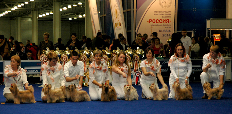 русская салонная собака щенки цена йорк рыжий золотой голдаст бивер болонка шитцу купить 